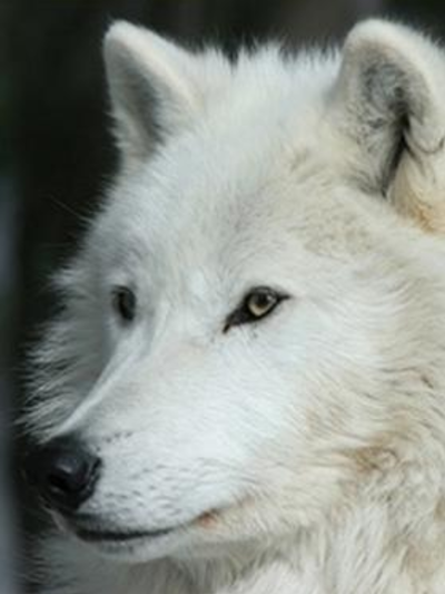 Picture for goscilo.1